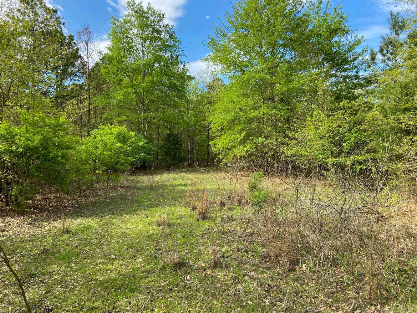 Farris 115 Timber: 00 CR 2215, Daingerfield, TX 75638